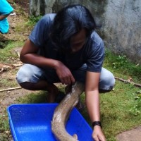 gani wibisono