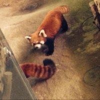 滕再生