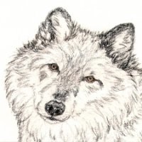 Joy Wolf