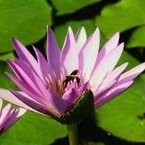 Jennifer Burgess-Johnson