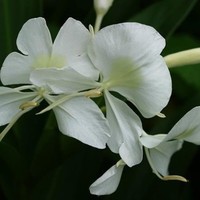 Dilania Oliva