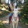 Nithin Kumar