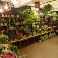 l'hortensia fleuriste