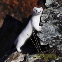 Jimmy and Vicki Tohill