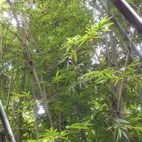 郑建忠