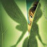 Tinker Bell