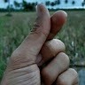 Novdiansyah Putra