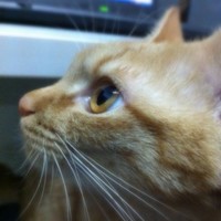 张培真