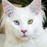 Rizvan Rasheed