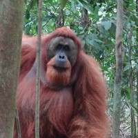 Sumatra Orangutan Bukit Lawang
