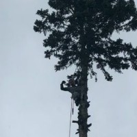 CS Tree Care CS Tree Care