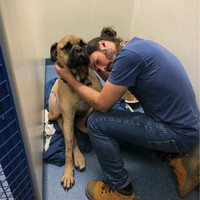 Antony Karolis BVSc (Hon 1), MBA