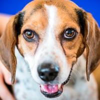 E-P.A.D. Pet Care Directory