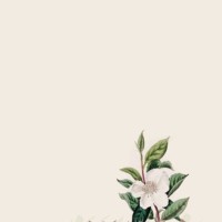Eman Alsaif