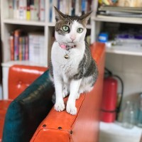 李孟琦