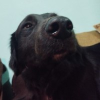 Vinicius C