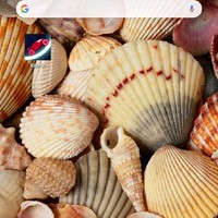 User Trial