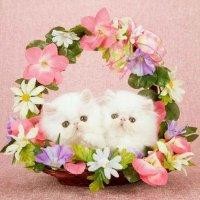 宋亚婷