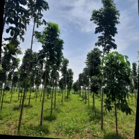 Mahogany Plantation