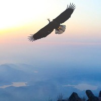 高先生