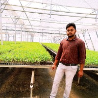 Hemanth Kodavati