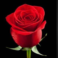 T Poojitha
