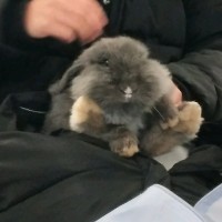 吴德成