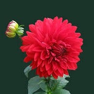 Venkat N