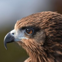 مراد عياش حسن سعد