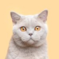 Bowie the Fresh Princess