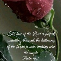 Tree of life Global Foundation D/B/A Tree of Life Global Trust