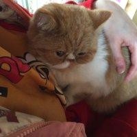 胡正赛