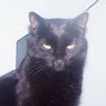 Spooky Cat Liz Watkins