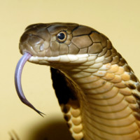 Snake Snakerson