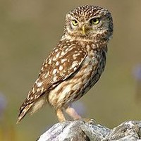 Social Chain Owl