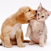 Pet Lovers