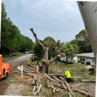 Tree Trimming Service Tree Trimming service