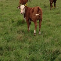 Rosendo Laca Rodriguez