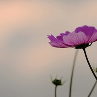 Huang Yana