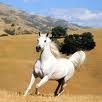 bassil haddad