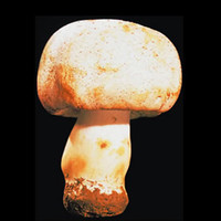 Kingagaricus Vietnam