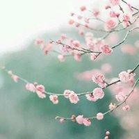 侯树强