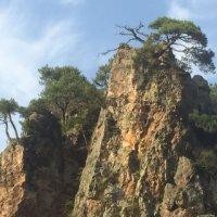 杜良波