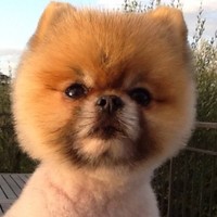 Charlie Pom