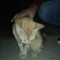 Edwin Charca Ccosi