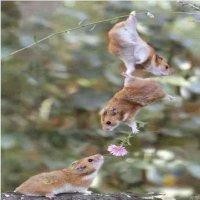 任晋阳