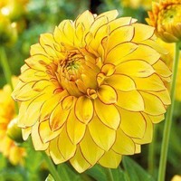 Emperor Dr JOHN M CHRISTAL