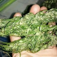 Cbd Oil Indonesia
