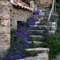Viola Verismo