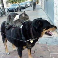 RUDOLF GADZE rudolf.gadze